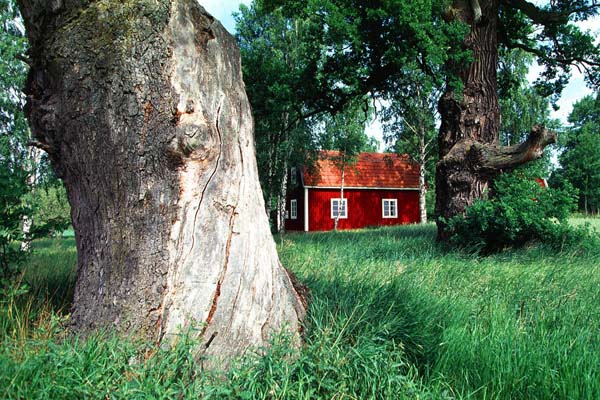 Landschaftsbild in den typischen Farben und uralten Eichen bei B