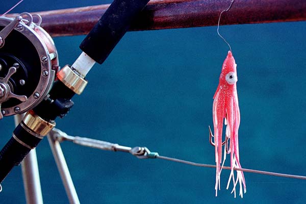 Symbolbild Hochseefischen: Farbenpraechtiger Koeder