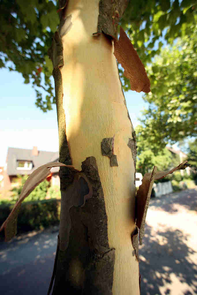 Platane-Platanus x acerifolia