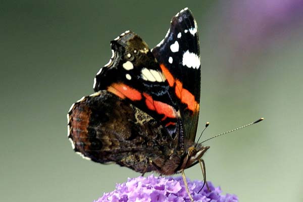 ADMIRAL(Vanessa atalanta)