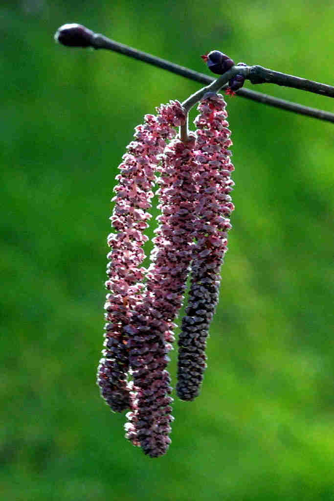 Bluthasel - Bluete (corylus maxima purpurea)