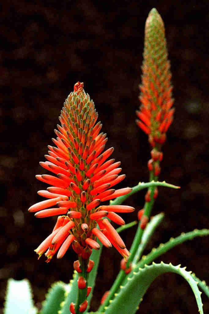 Echte Aloe - Aloe vera L.