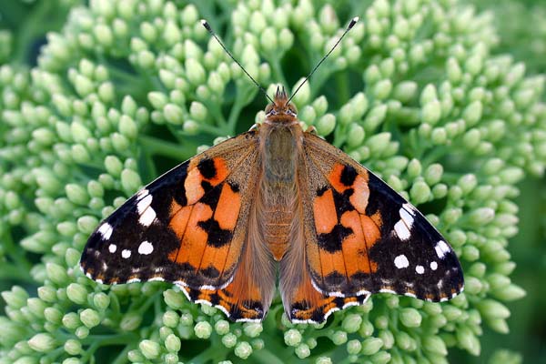 DISTELFALTER(Vanessa cardui)
