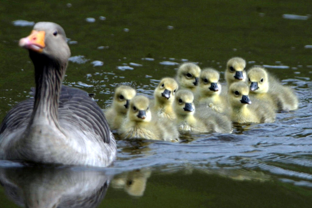 Graugans-anser anser