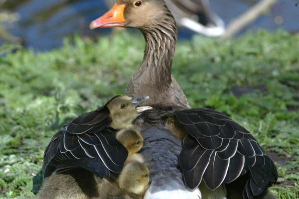 Graugans mit Kueken