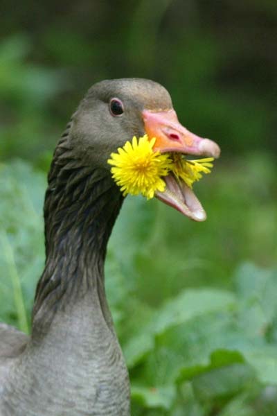 Graugans mit Loewenzahn1