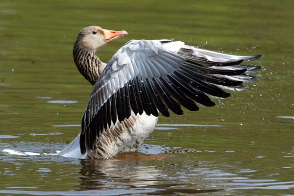 graugans-anser anser