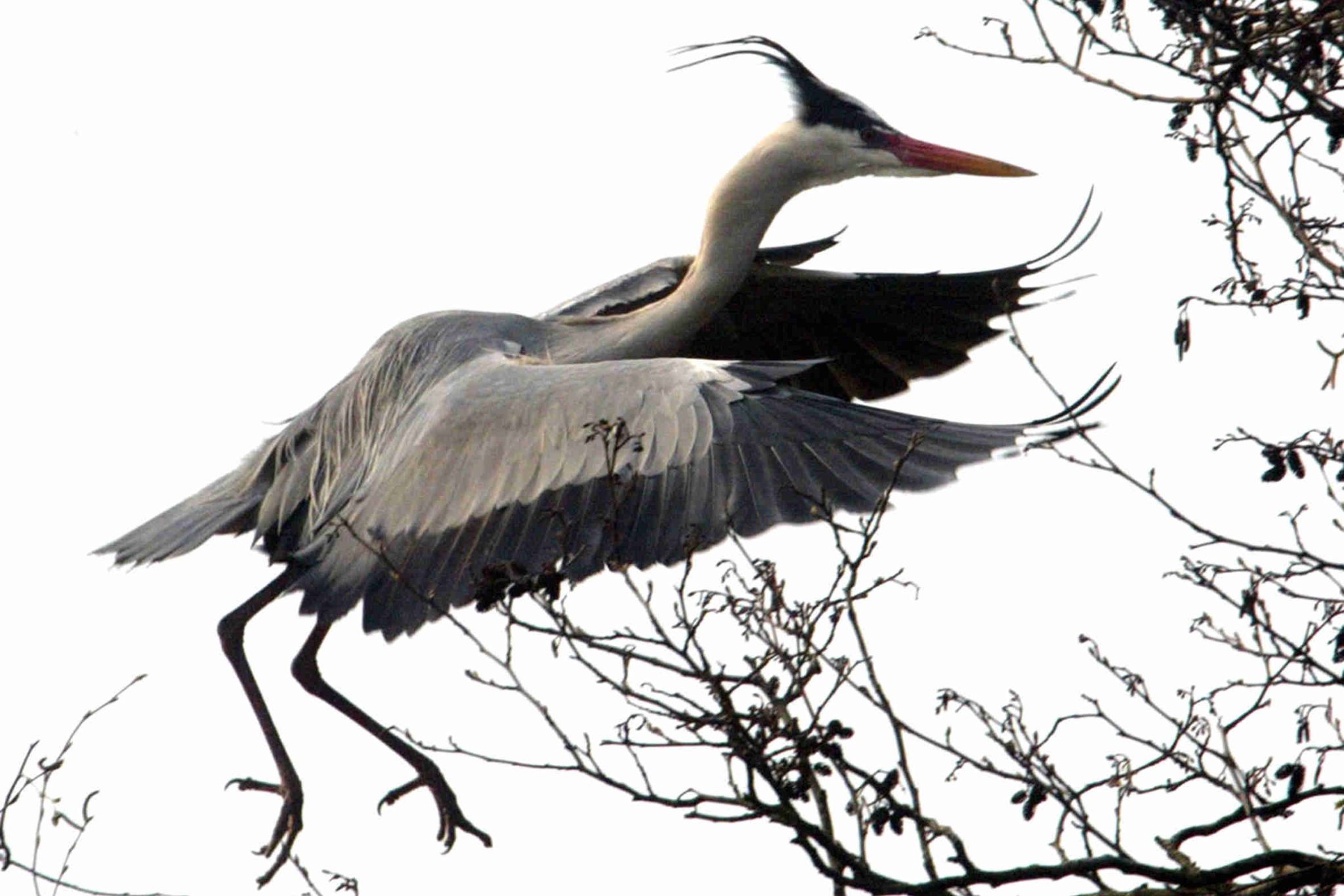 Graureiher-Ardea cinerea