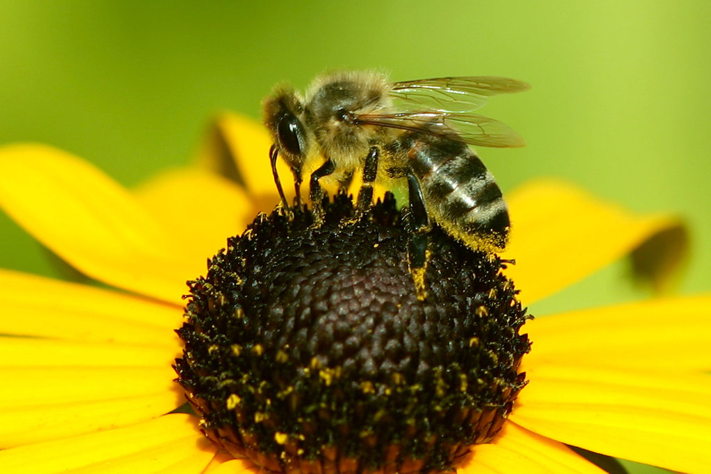 Westliche Honigbiene  - Apis mellifera