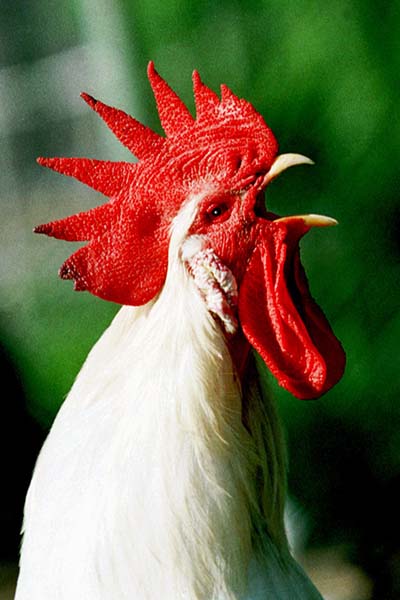 Haushahn (Gallus gallus)