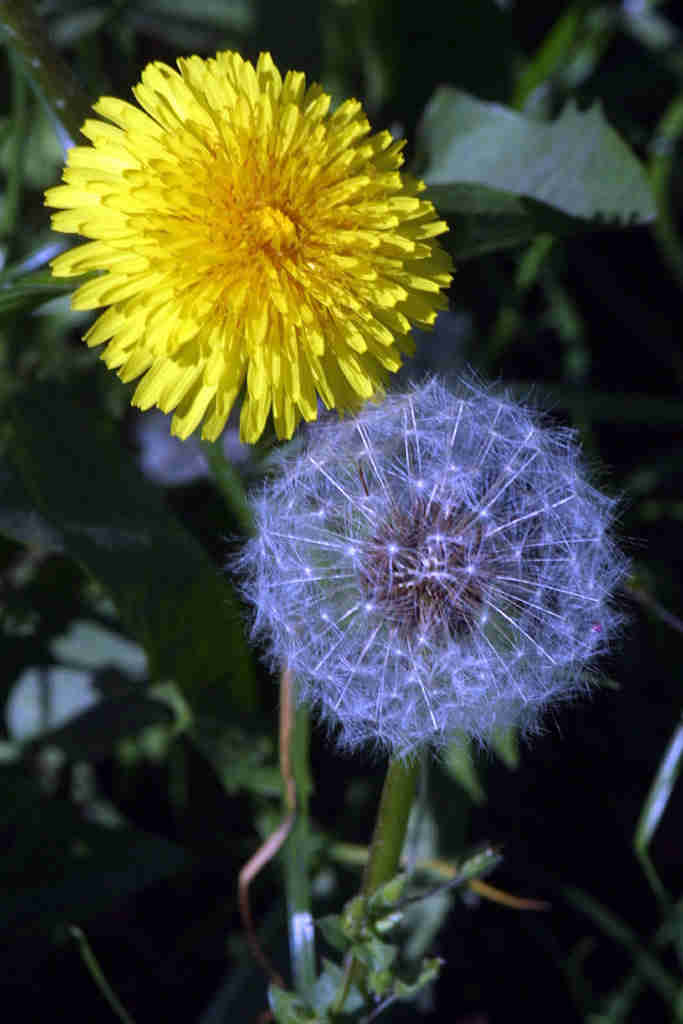 Lwenzahn (Taraxacum officinale)
