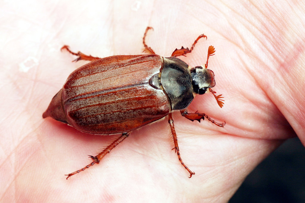 Feldmaikfer-Melolontha melolontha L.