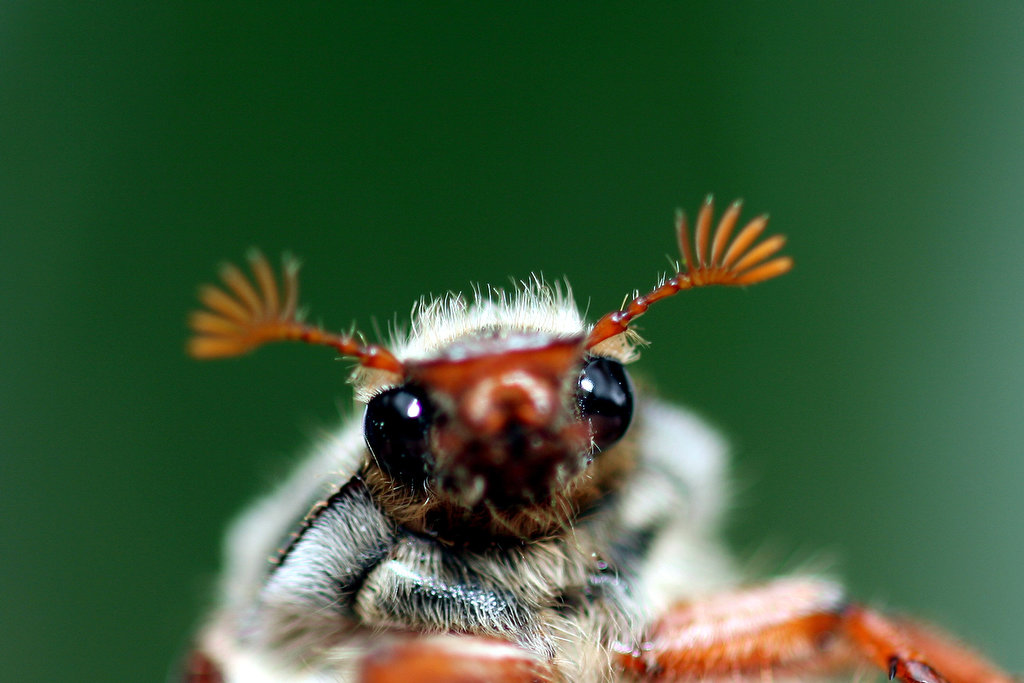Feldmaikfer-Melolontha melolontha L.
