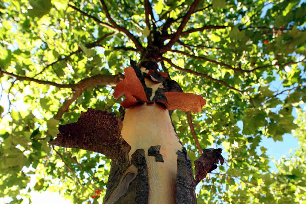 Platane-Platanus x acerifolia