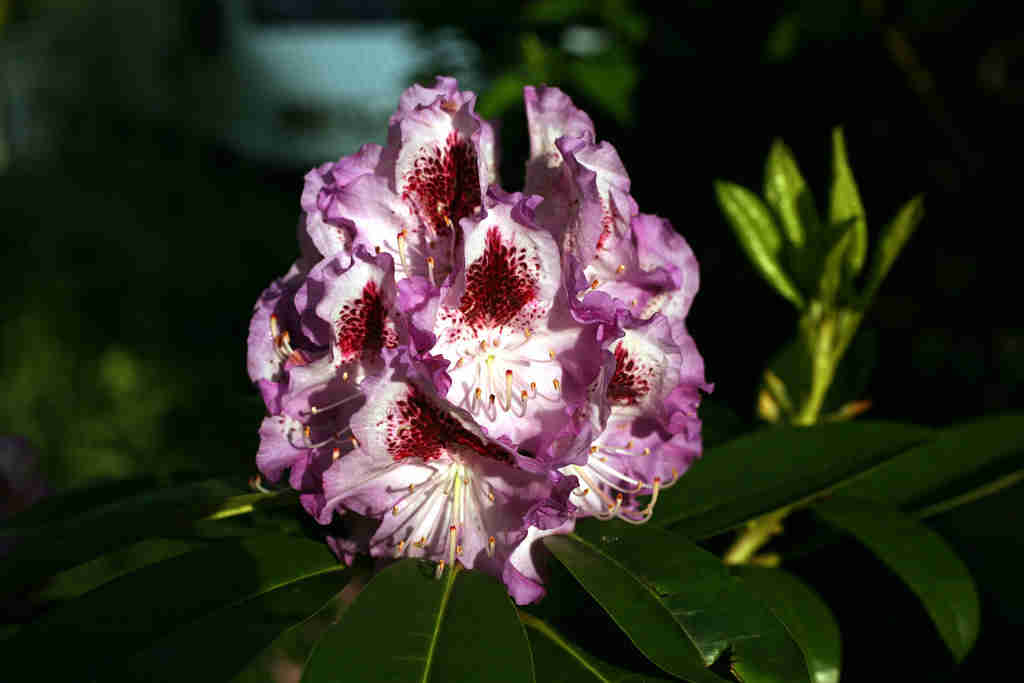 Rhododendron-Bluete