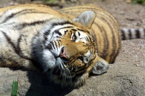 Hochkonjunktur in Hagenbeck's Tierpark