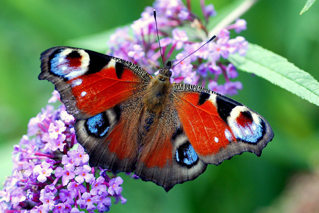 TAGPFAUENAUGE -Inachis Io