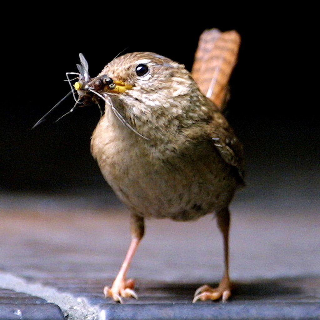 Zaunknig (Troglodytes troglodytes)