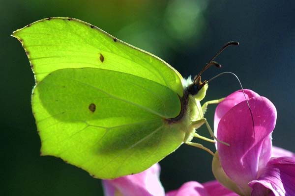 Zitronenfalter (Gonepteryx  rhamni)