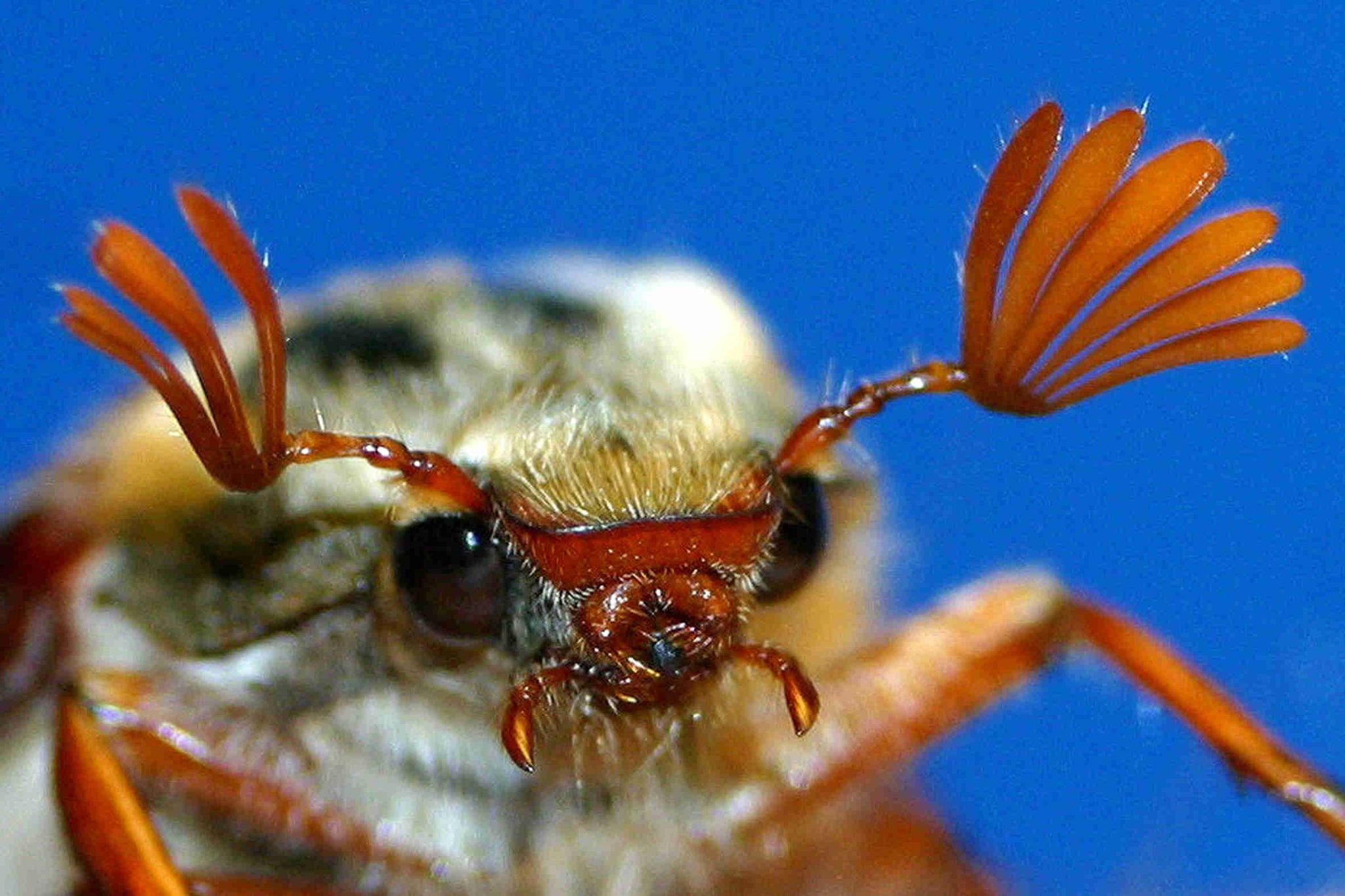 Maikaefer(Melolontha melolontha).